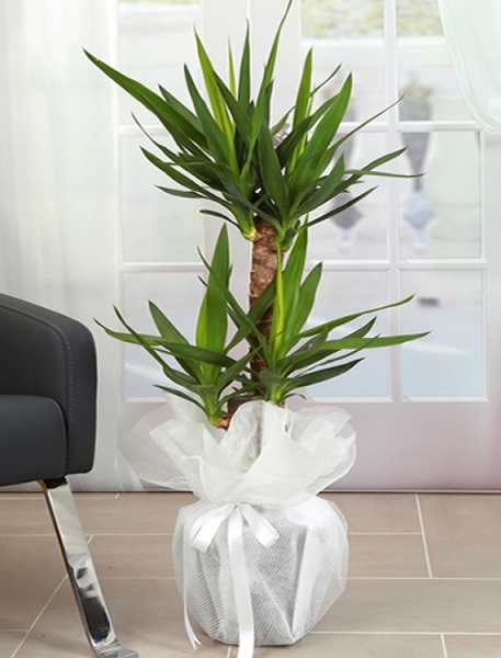 2 Gövdeli Yuka ( Yucca )