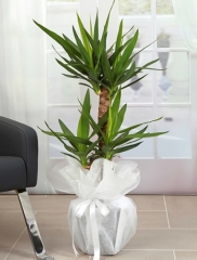 2 Gövdeli Yuka ( Yucca )